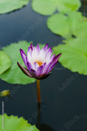 the purple lotus beautiful and leaf green  on outdoor park at asia.