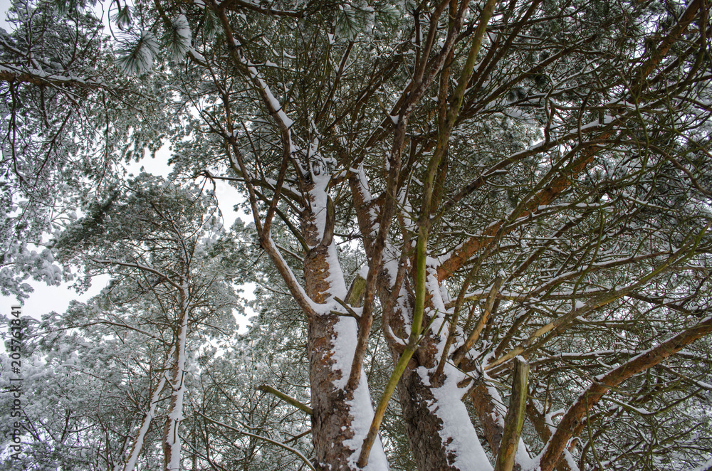 in a snow-covered forest in winter in a snow-covered forest in winter