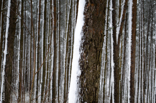 in a snow-covered forest in winter