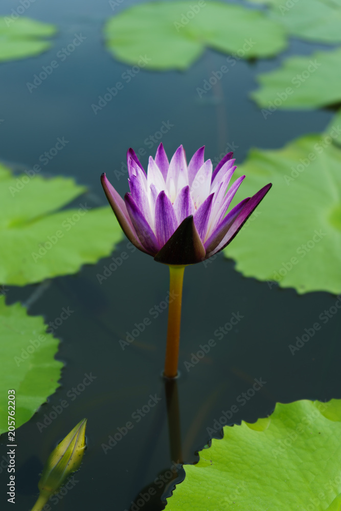 the purple white lotus beautiful and leaf green on outdoor park at asia. the purple white lotus beautiful and leaf green on outdoor park at asia.