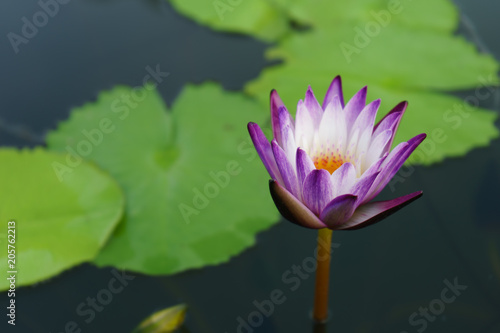 the purple white lotus beautiful and leaf green on outdoor park at asia.