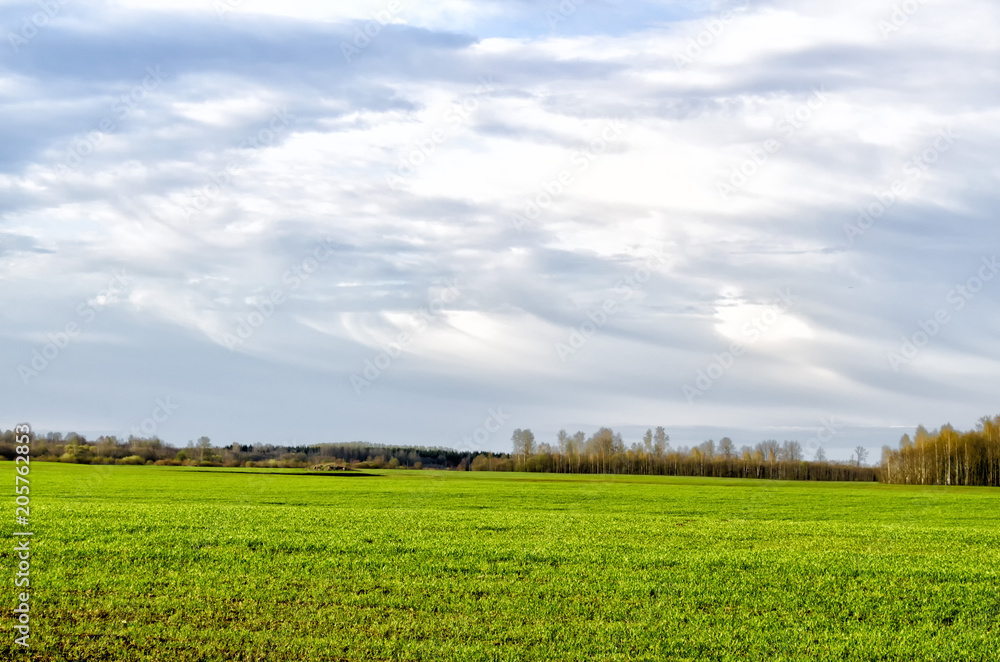 green grass and far away trees green grass and far away trees