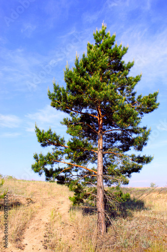 Pine on the hillock.