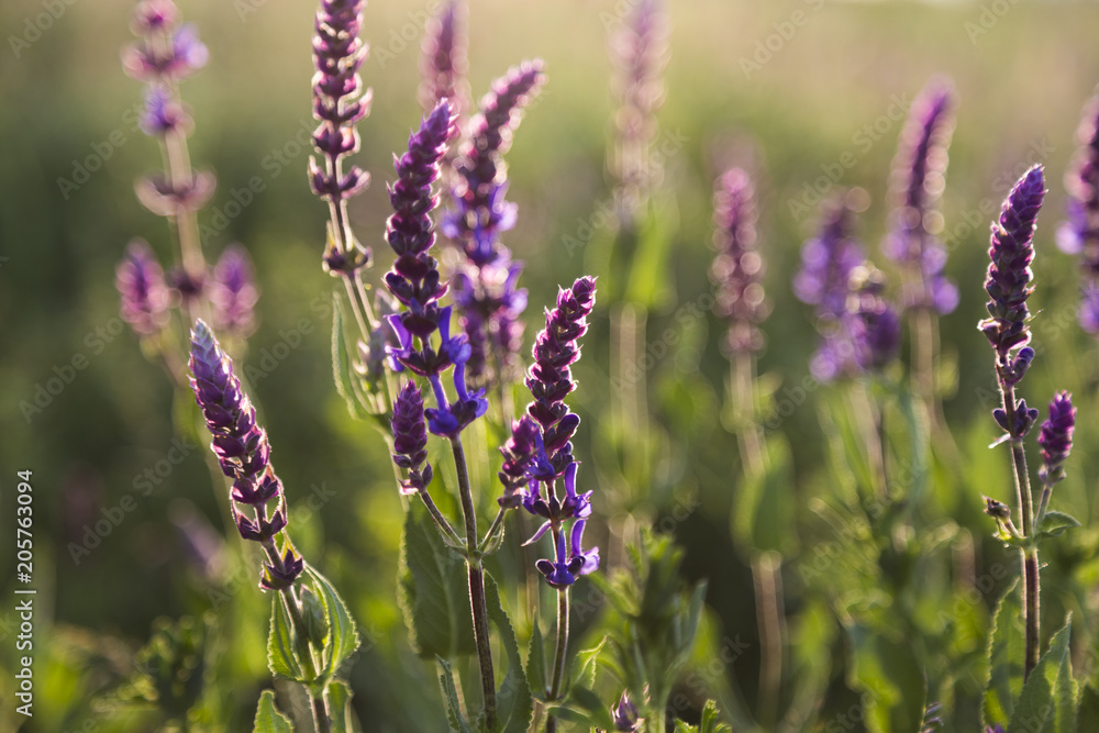 Obraz premium Salvia flowers on a meadow. Summer sunny meadow