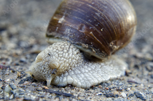 snail close-up