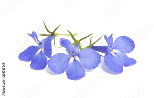 Fototapeta Naklejka Na Ścianę i Meble -  Lobelia blue isolated