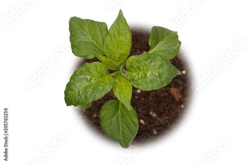basil plant viewed from top on white background