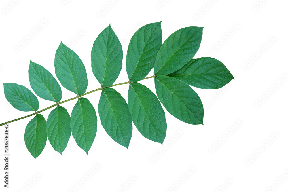 Green leaves tropical dry forest tree twig of African tuliptree or fountain tree (Spathodea campanulata) isolated on white background, clipping path included.