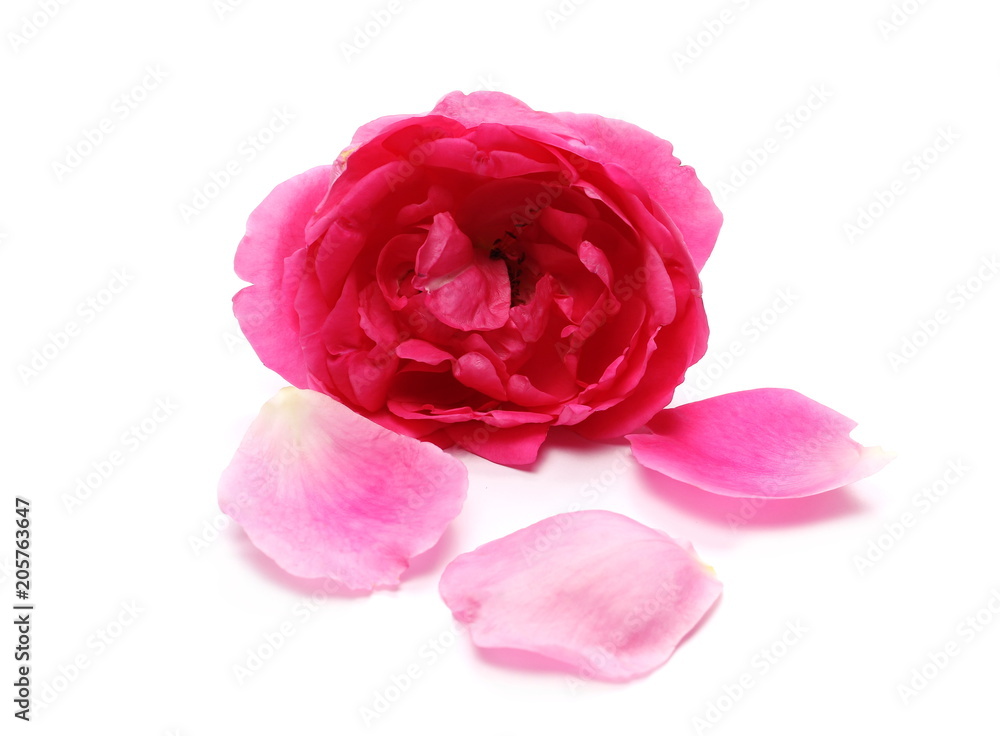 Red rose isolated on white Red rose isolated on white