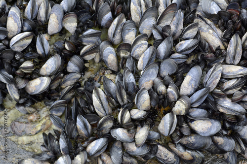 Mussels Background