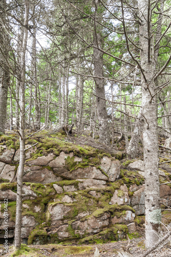 Moss growing in cracks in rocky hillside in Acadia National Park