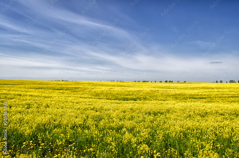 field of yellow dandelions