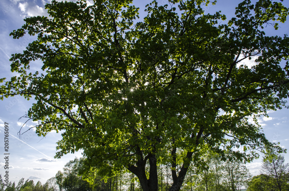 treetops treetops