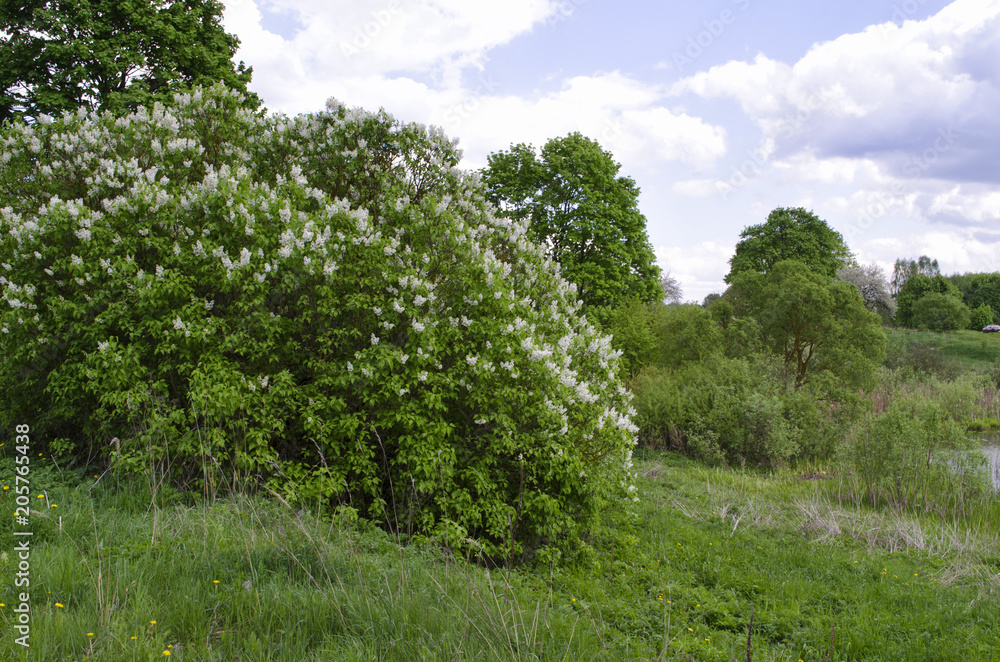 lilac bushes