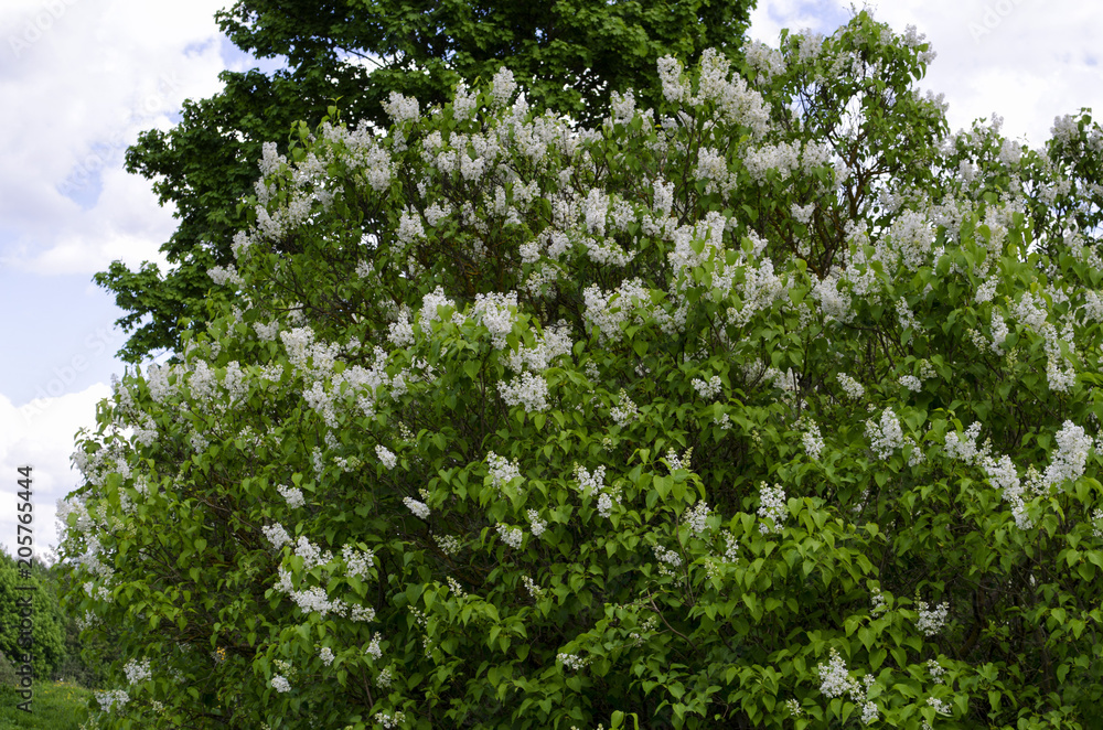 lilac bushes