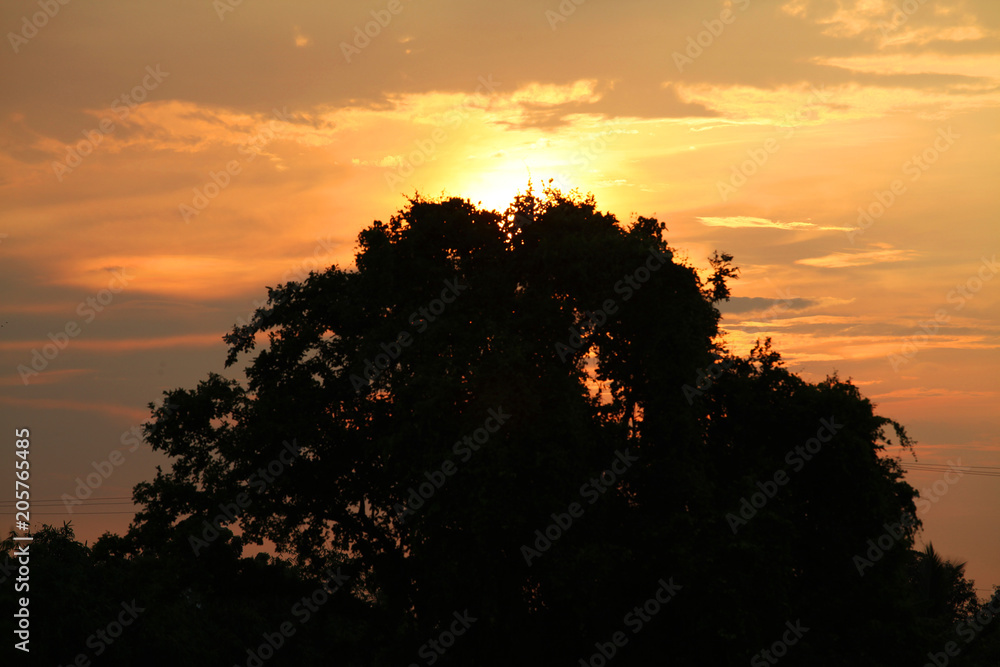 Tree silhouette with light sunset Tree silhouette with light sunset