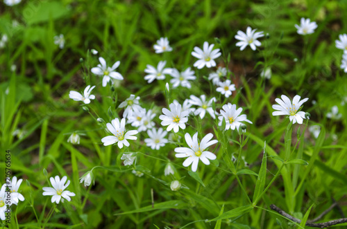 beautiful colorful flowers in summer