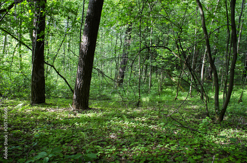 in the woods in the summer