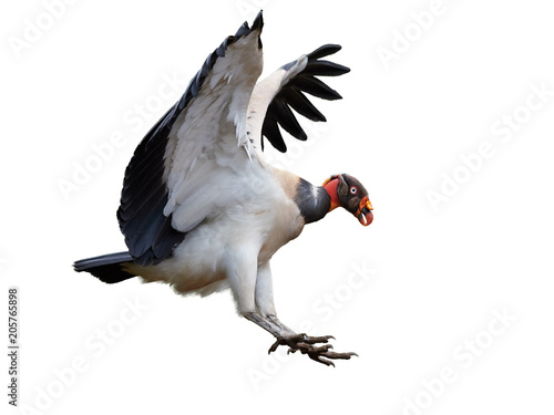 Isolated on white background, flying King Vulture, Sarcoramphus papa, largest of the New World vultures. Bird with outstretched wings, preparing to land. Wildlife photo, Costa Rica, Central America. photo