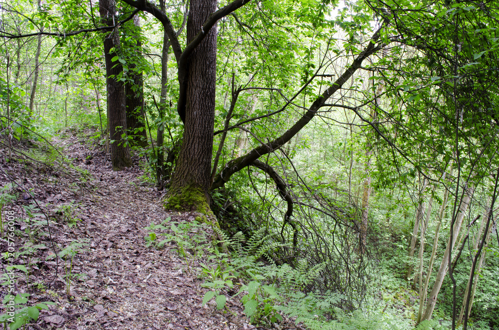 Naklejka premium in the woods in the summer