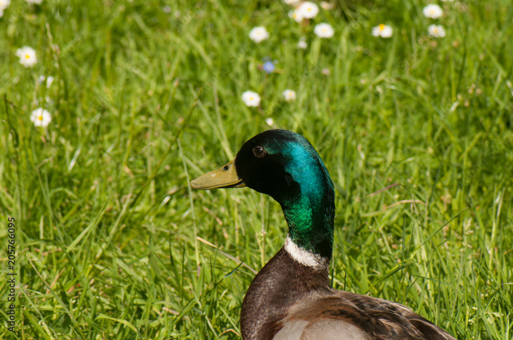Mallard duck Mallard duck