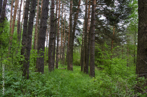 Fototapeta Naklejka Na Ścianę i Meble -  in the woods in the summer