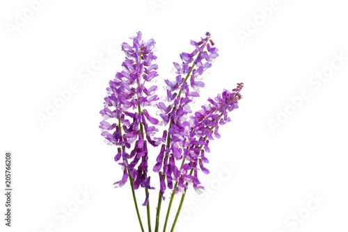 lilac meadow flower