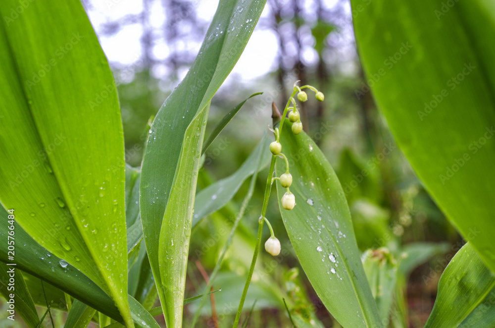 lilies of the valley and leaves after rain in the forest