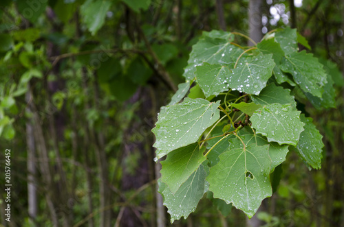 lilies of the valley and leaves after rain in the forest