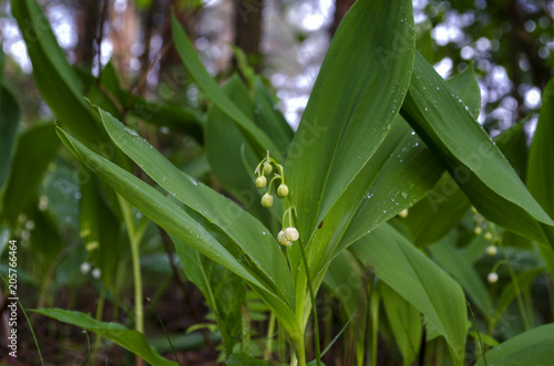 lilies of the valley and leaves after rain in the forest