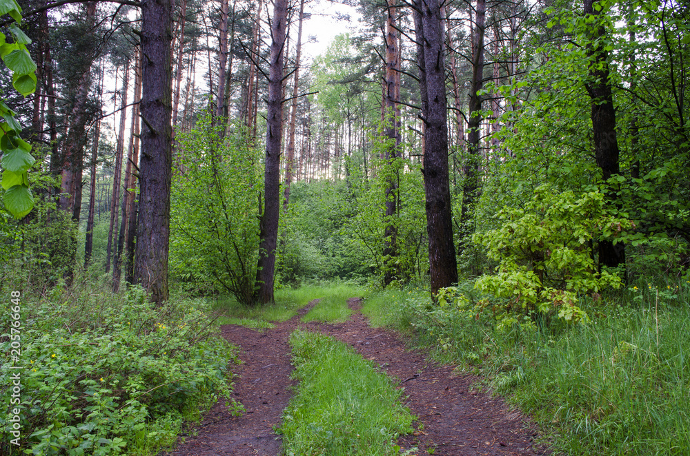 Fototapeta premium in the woods in the summer