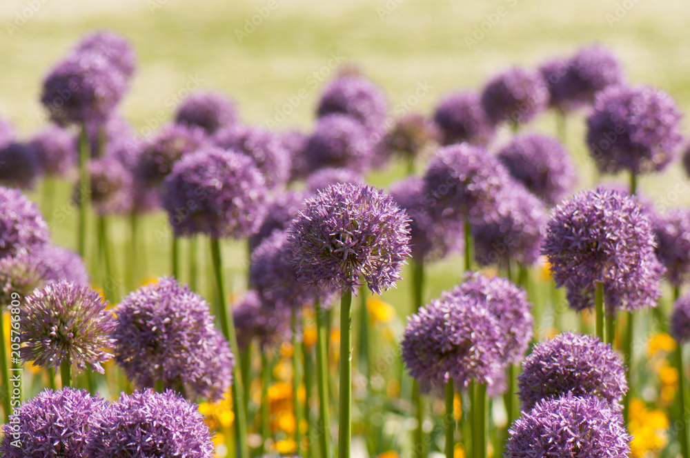 Obraz premium Giant purple alliums