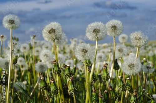 white dandelions in the field