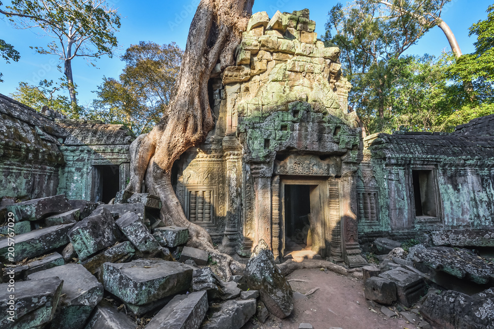 The art and beauty of Ta Prohm Temple, Angkor,landmark of siem reap Cambodia.