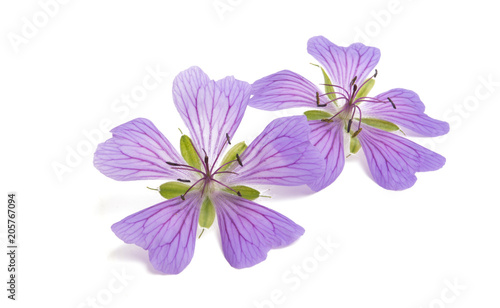 lilac geranium flower isolated © ksena32
