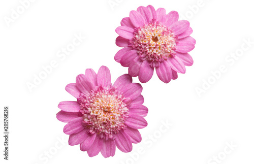 pink daisy isolated
