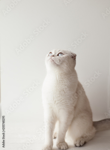 White cat waiting for eat. Small white cat on white background.