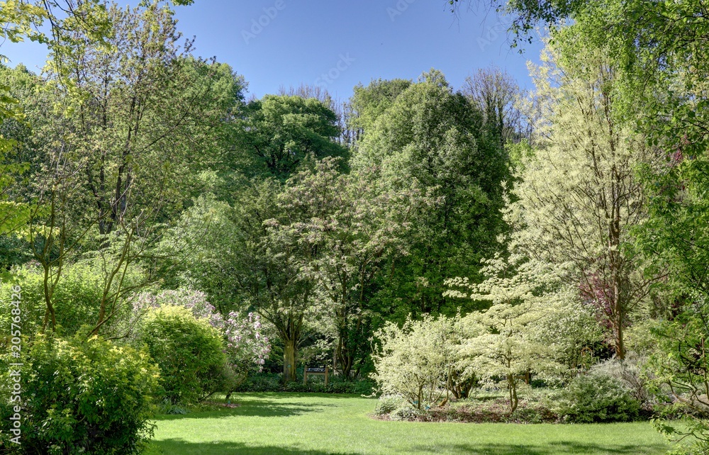 sous-bois dans une forêt au printemps sous-bois dans une forêt au printemps