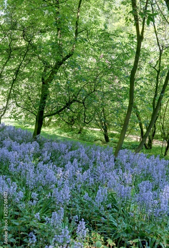 Wallpaper Mural sous-bois dans une forêt au printemps Torontodigital.ca