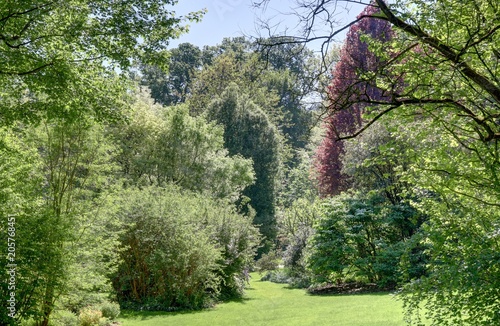 sous-bois dans une forêt au printemps