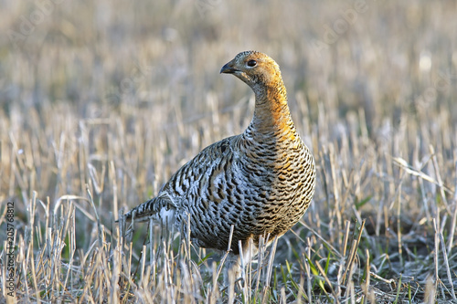 Canvas Print the female grouse walks in the field
