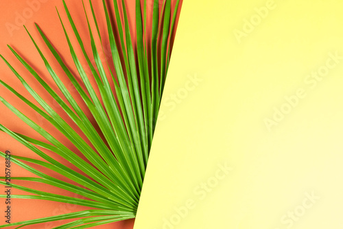Tablou pe pânză Tropical palm leaf with colorful background.