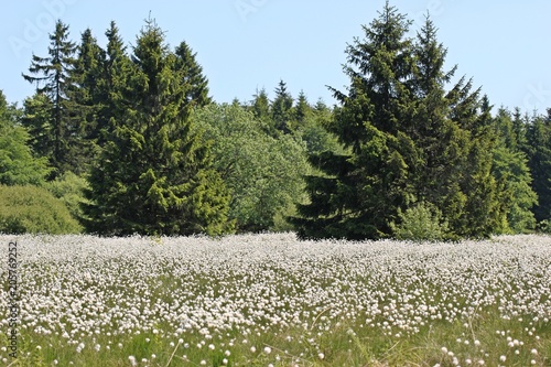 Blühendes Scheiden-Wollgras (Eriophorum vaginatum) am Hohen Meißner 
 photo