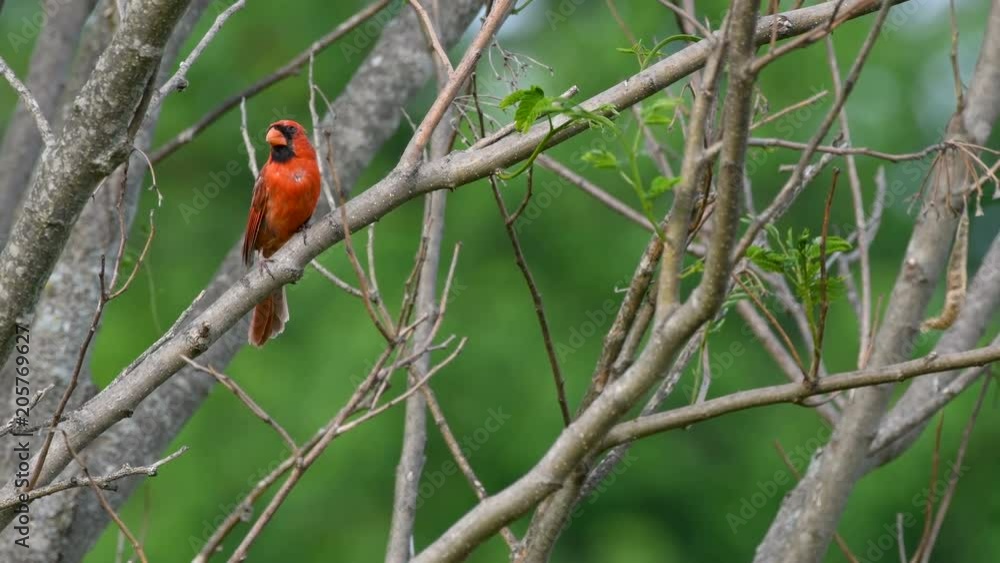 Male Northern Cardinal bird perched in a tree Male Northern Cardinal bird perched in a tree