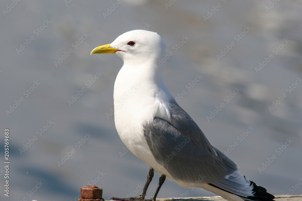 Black-legged Kittiwake in Northern Norway Black-legged Kittiwake in Northern Norway