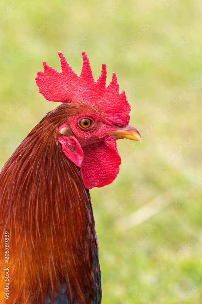 Wild Rooster Chicken Portrait on Maui