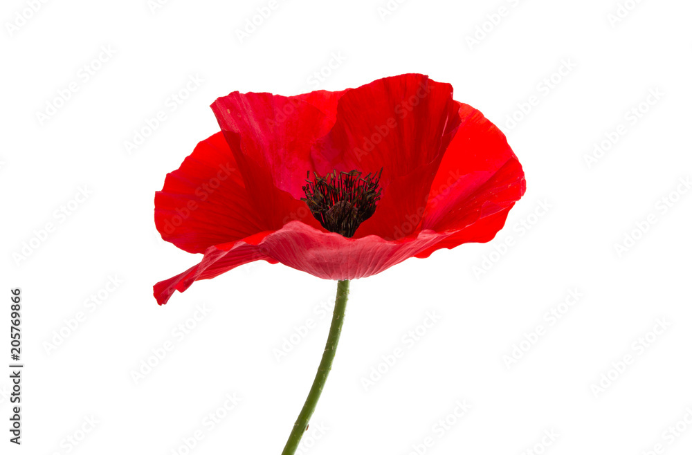 Fototapeta premium red poppy isolated
