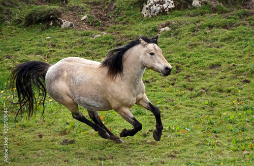 Foto Galopper des Jahres 5
