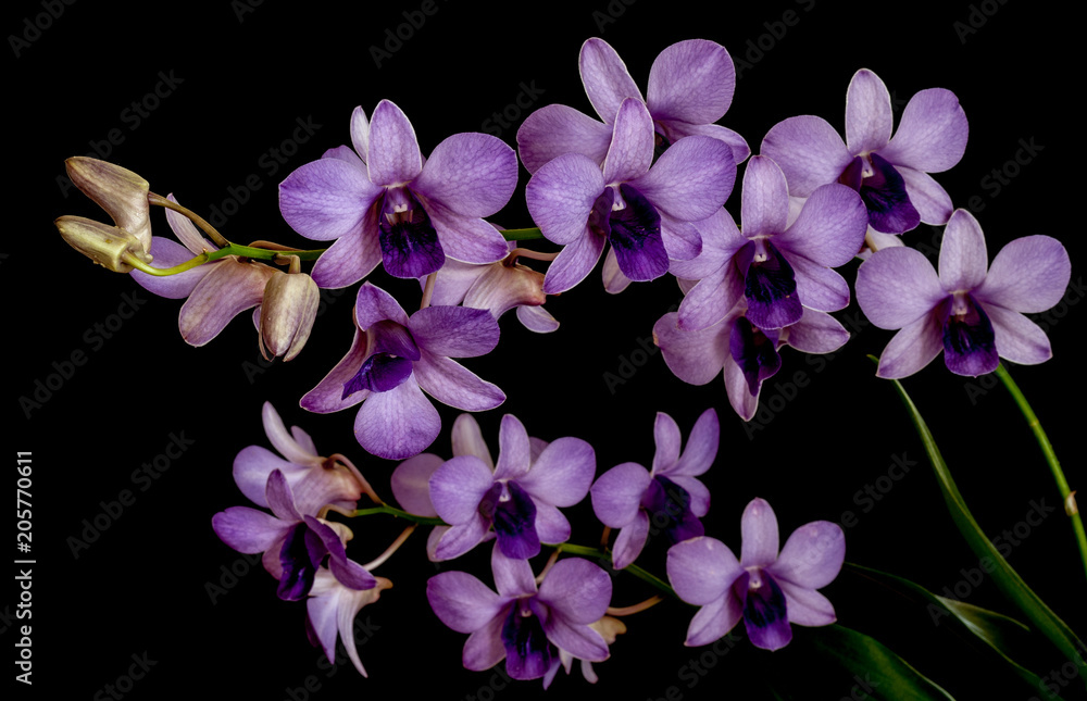 flower, purple, nature, plant, orchid, flower, purple, nature, plant, orchid,