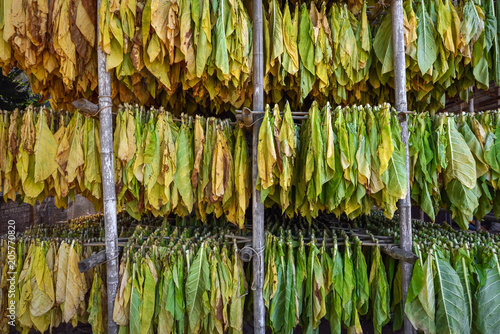 Dried tobacco in curing.